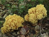 Ramaria flavoides 