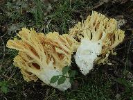 Ramaria flavoides 