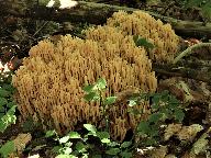 Ramaria flavoides 