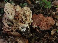 Ramaria parabotrytis 