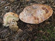 Tricholoma colossus