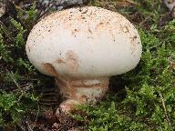 Tricholoma colossus 