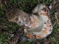 Tricholoma colossus 