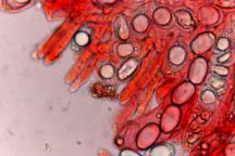 hymenium