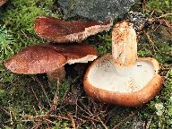 Tricholoma batschii