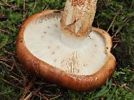 Tricholoma batschii 