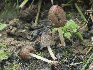 Coprinellus angulatus 