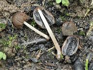 Coprinellus angulatus