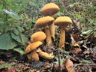 Phaeolepiota aurea 