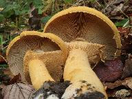 Phaeolepiota aurea