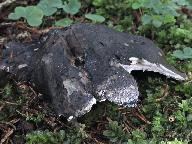 Boletopsis leucomelaena