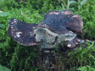 Boletopsis leucomelaena