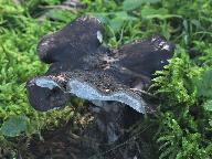 Boletopsis leucomelaena