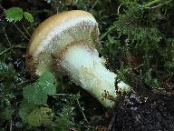 Cortinarius percomis 