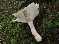 Hygrophorus persicolor 