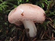 Hygrophorus persicolor 