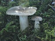 Lactarius albocarneus