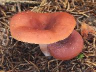 Lactarius badiosanguineus