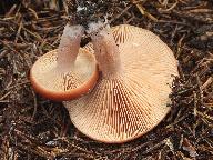 Lactarius badiosanguineus