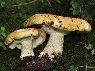 Lactarius scrobiculatus 