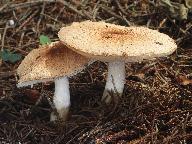 Lepiota ochraceofulva 