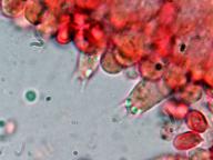hymenium s bazidiemi hymenium s bazidiemi