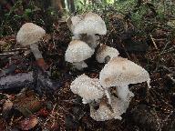 Psathyrella caput-medusae