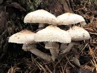 Psathyrella caput-medusae 