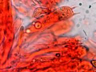 hymenium