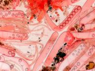 hymenium