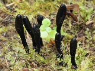 Trichoglossum walteri 