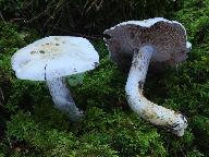 Cortinarius camphoratus