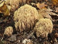 Ramaria stricta