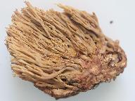 Ramaria stricta