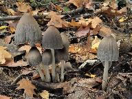 Coprinopsis acuminata