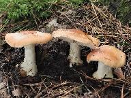 Leucocortinarius bulbiger