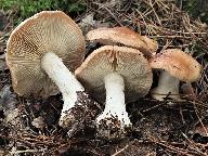 Leucocortinarius bulbiger 