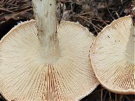 Leucocortinarius bulbiger