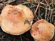 Leucocortinarius bulbiger