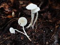 Cystolepiota seminuda