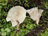 Clitocybe collina 