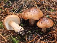 Tricholoma pessundatum 