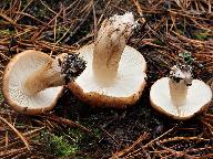 Tricholoma pessundatum