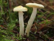 Hygrophorus lucorum 