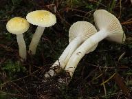 Hygrophorus lucorum 