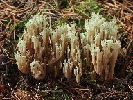 Ramaria apiculata