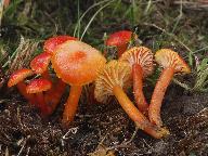 Hygrocybe insipida 