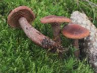 Lactarius camphoratus