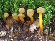 Leotia lubrica