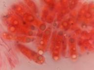 hymenium